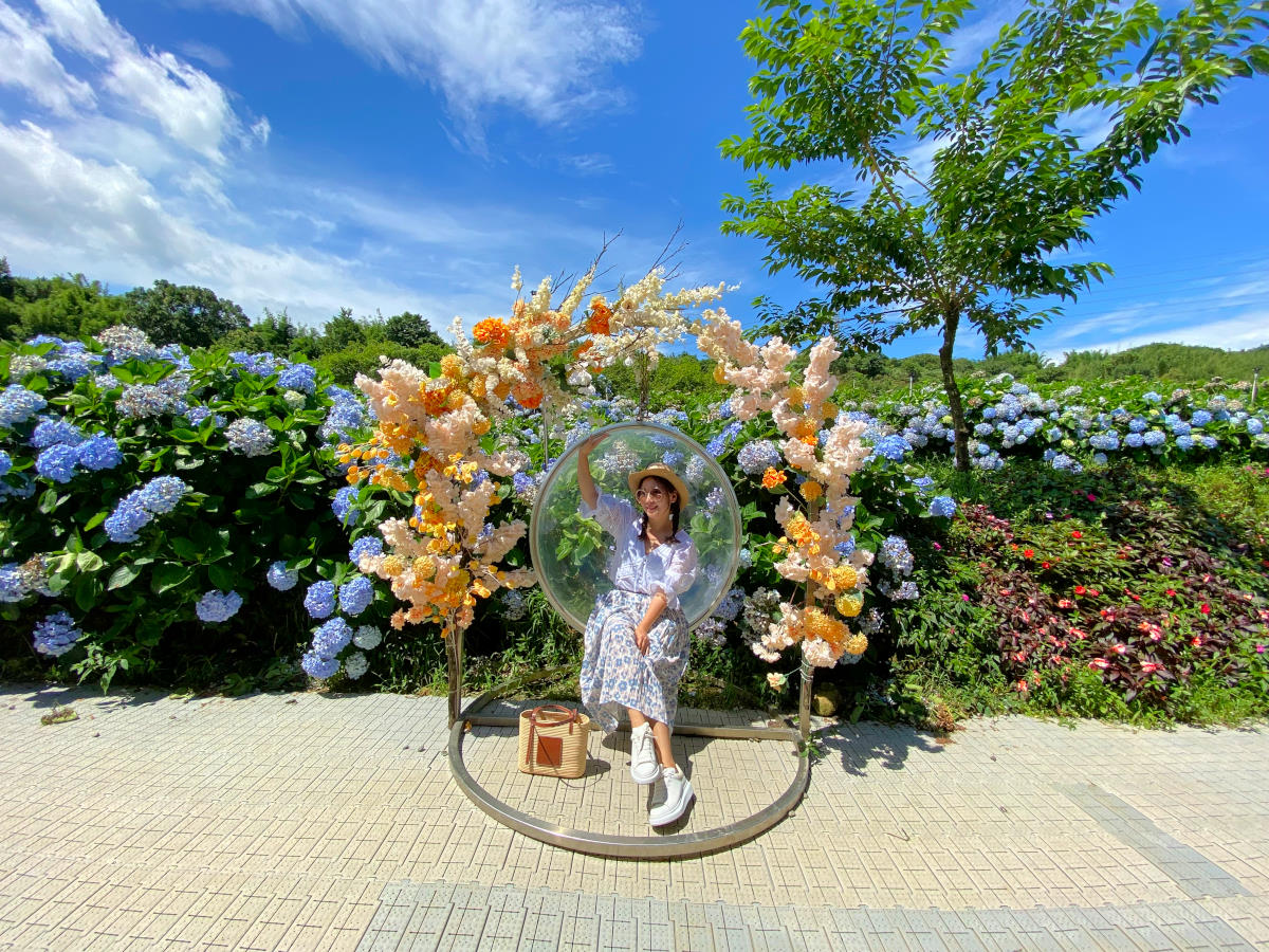 22新北萬里繡球花 高家繡球花田第三園區花況 門票 交通 廁所 8000坪繡球花海滿開超壯觀囉 依娃旅行小確幸