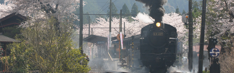 大井川鐵道百年觀光列車，靜岡櫻花季絕美景點，鐵道迷最愛復古SL蒸汽火車、湯瑪士小火車、ABT齒軌列車，順遊靜岡景點