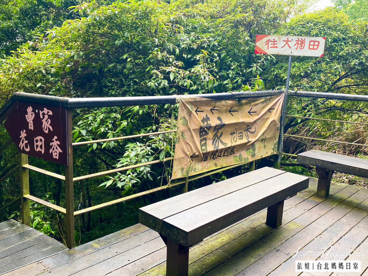 陽明山竹子湖青楓步道，夏天避暑秋冬賞楓的免費景點，順遊賞海芋、繡球花、吃山菜。