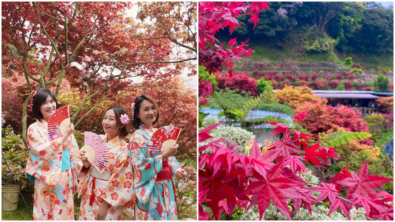 【台北櫻花季】最浪漫的櫻花步道，陽明山平菁街42巷怎麼去呢?
