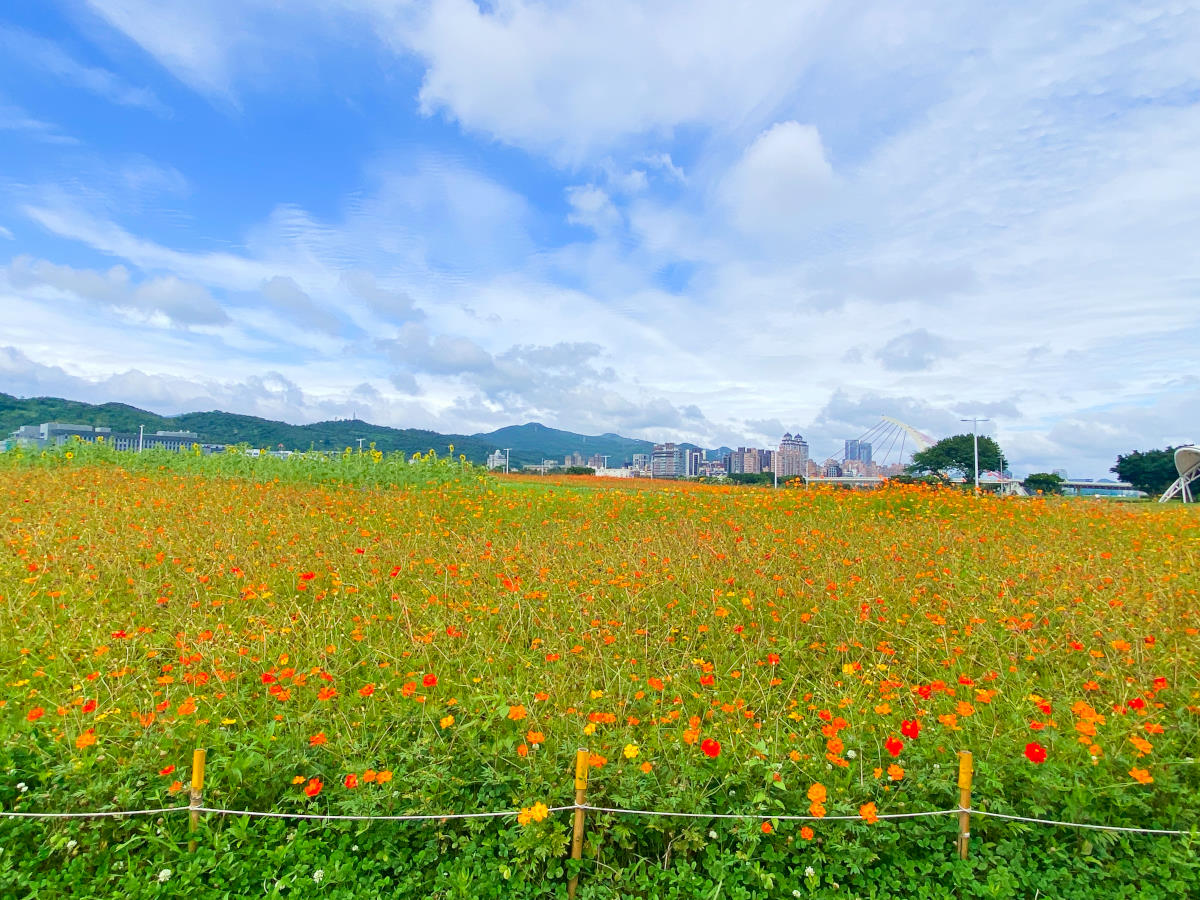 2022大佳河濱公園花海，台北市最大3700坪花海，可騎自行車觀賞百日草、黃波斯菊、向日葵花，順遊共融式遊樂場