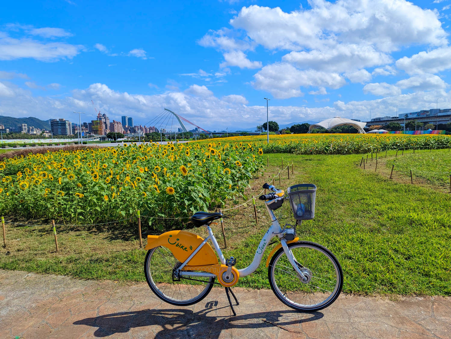 2022大佳河濱公園花海，台北市最大3700坪花海，可騎自行車觀賞百日草、黃波斯菊、向日葵花，順遊共融式遊樂場