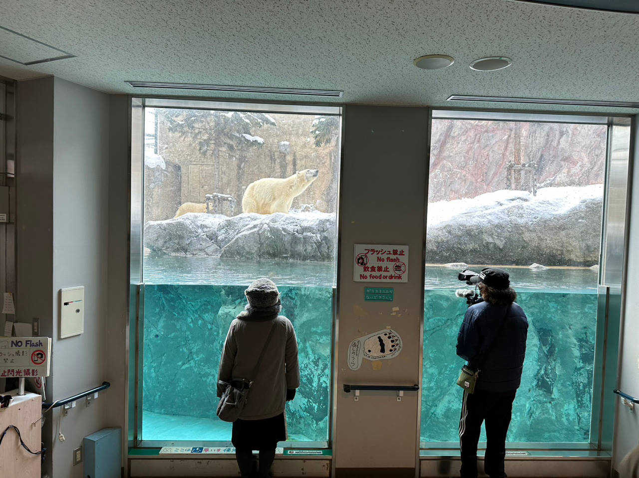 旭山動物園攻略，北海道親子景點，到雪地看企鵝散步與北極熊，必買海豹鬆餅(內附交通/門票)