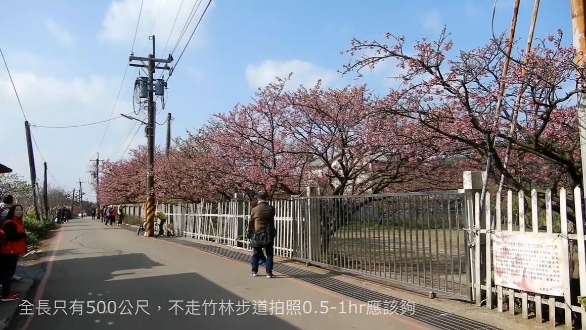 【台北櫻花季】最浪漫的櫻花步道，陽明山平菁街42巷怎麼去呢?